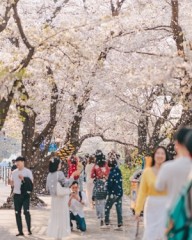 Cherry blossoms, tulips and canola fields: Where Koreans are traveling this spring