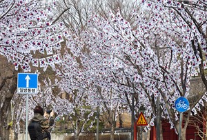 Forest of Korean flags for Independence Day